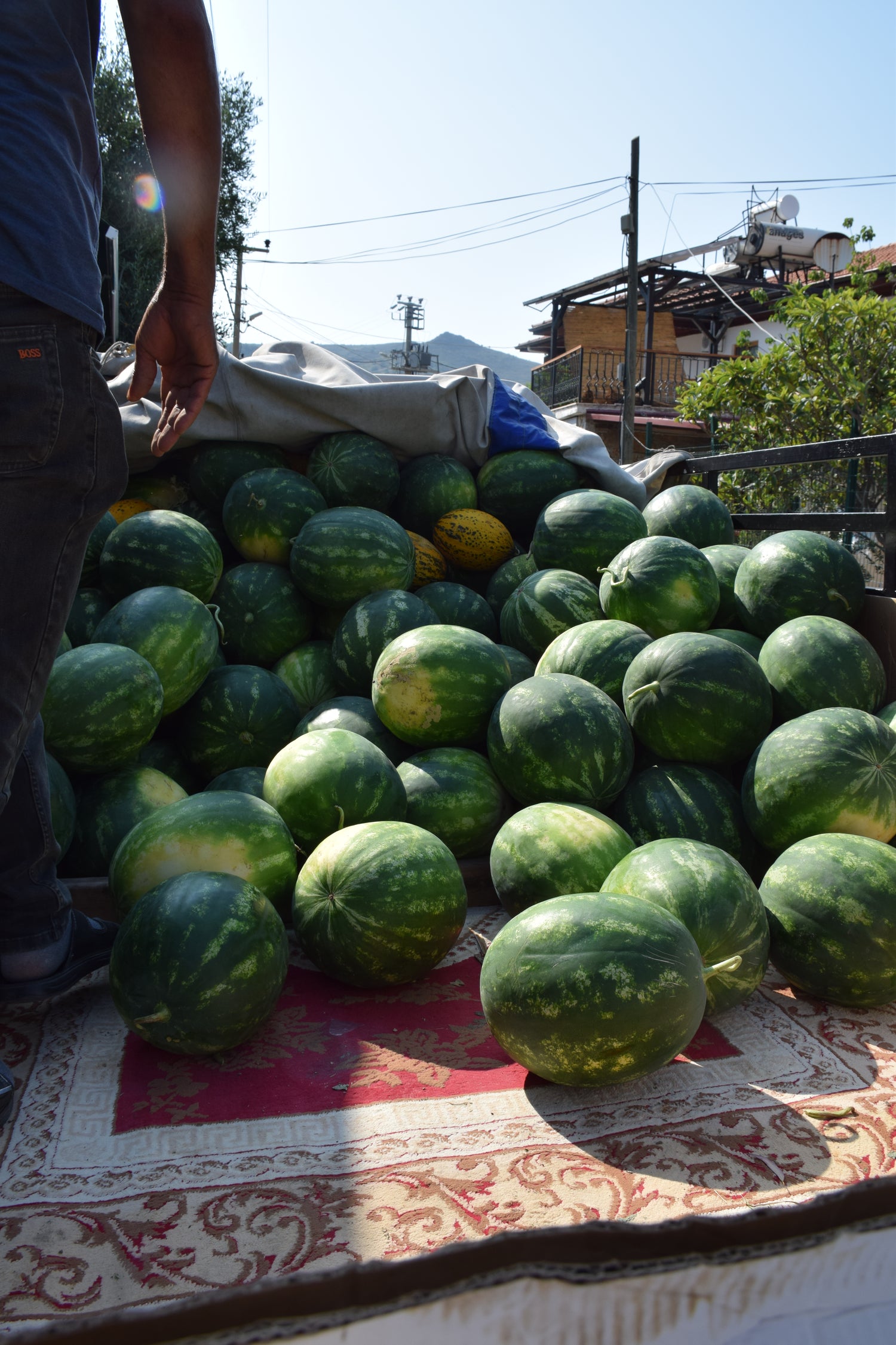 Fresh watermelons to bring back aboard.